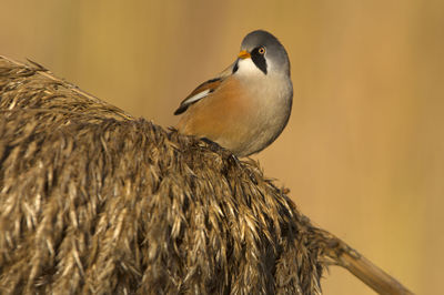 Close-up of a bird