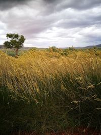 Scenic view of wheat field against sky