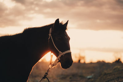 Horse during sunset