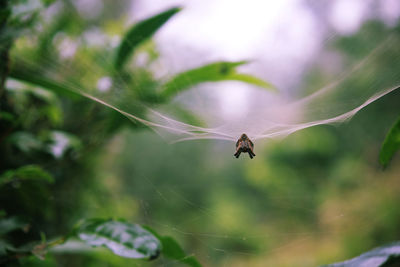 Close-up of spider on web