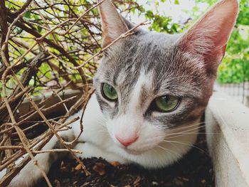 Close-up portrait of a cat