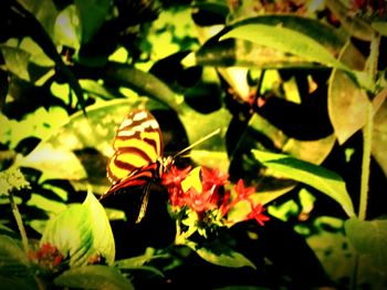 Close-up of butterfly on flower