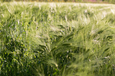 Close-up of wheat field