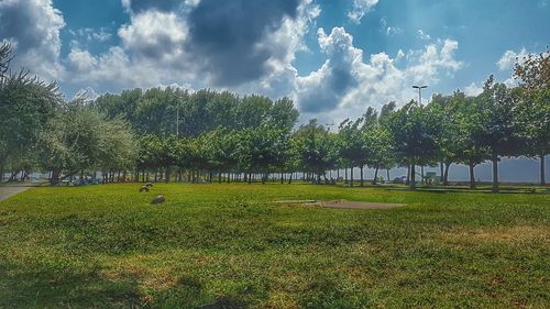 Trees on field in park against sky