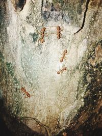 High angle view of ant on tree trunk