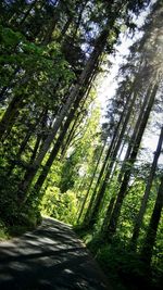 Road amidst trees in forest