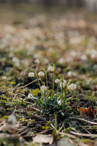 Close-up of plant growing on field