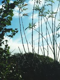 Low angle view of trees against sky