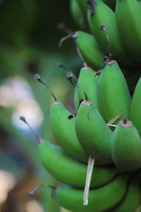 Close-up of fruits growing on tree