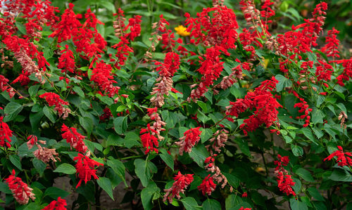 Salvia divinorum, garden with blooming red flowers and green leaves. day