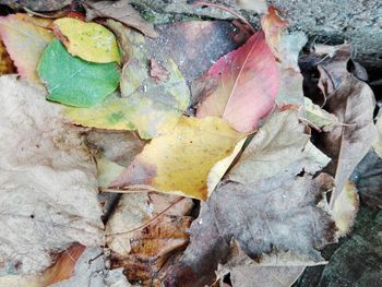 High angle view of dry maple leaves