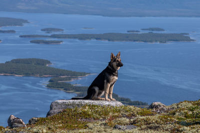 Dog sitting on rock by sea