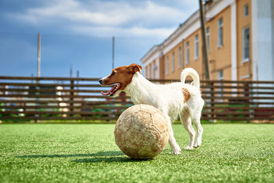 Dog play with football ball on green grass