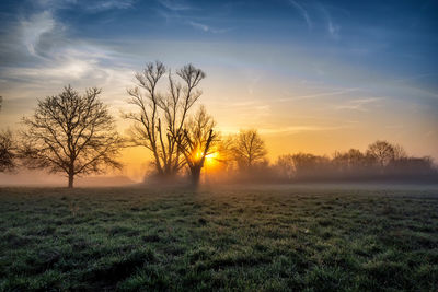 Trees on field against sky during sunset