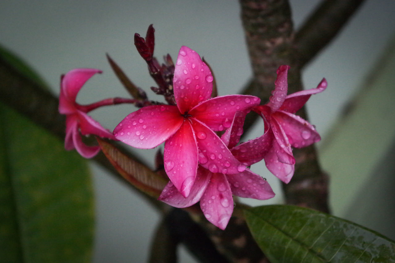 CLOSE-UP OF WATER DROPS ON PINK ROSE