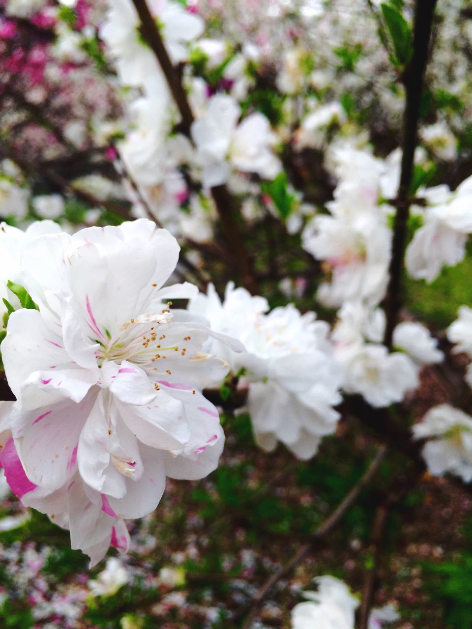 flower, freshness, fragility, growth, petal, beauty in nature, white color, focus on foreground, flower head, nature, close-up, blooming, blossom, cherry blossom, in bloom, branch, tree, springtime, park - man made space, stamen