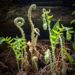 Close-up of plants