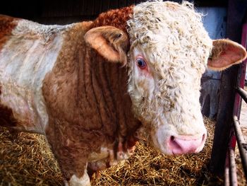 Close-up of a sheep