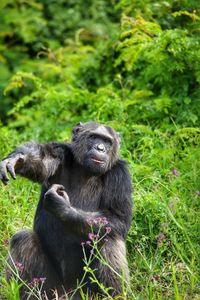 Monkeys sitting on land