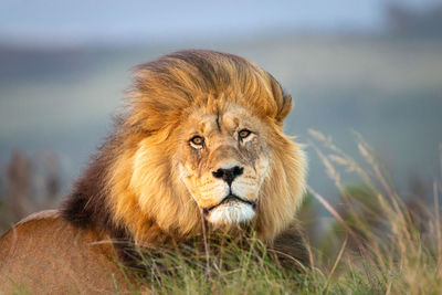 Portrait of a lion