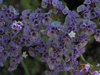 Close-up of purple flowering plants