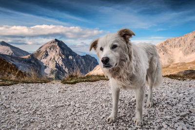 Portrait of a dog on mountain against sky