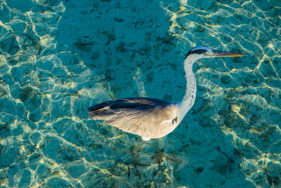 Grey heron at the beach, maldives