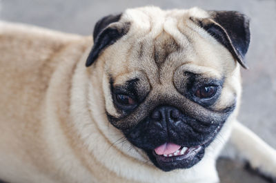 Close-up portrait of a dog