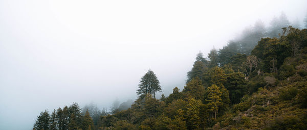 Trees in forest against sky