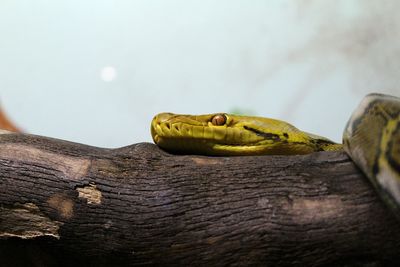 Close-up of snake on branch