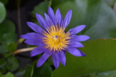 Close-up of purple flower