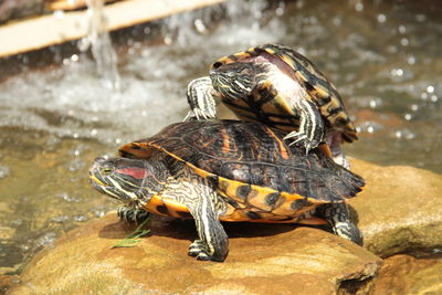 Close-up of turtle on rock by lake