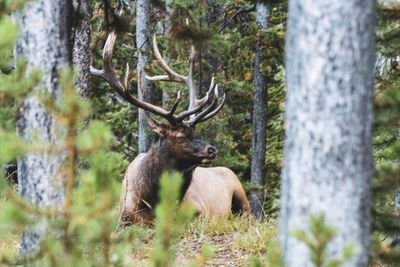 Deer in a forest