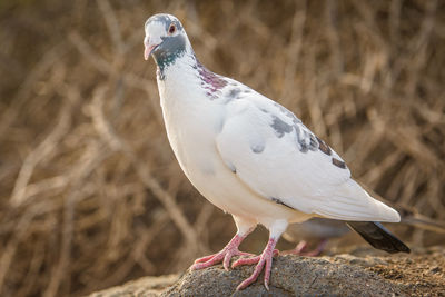 Close-up of bird perching outdoors