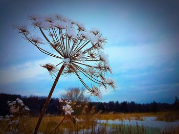 Plant by lake against sky