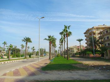 Street by palm trees against sky