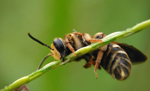 Close-up of insect on leaf