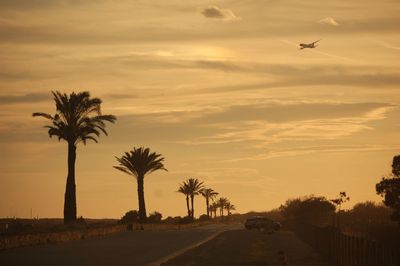 Scenic view of palm trees against sky during sunset