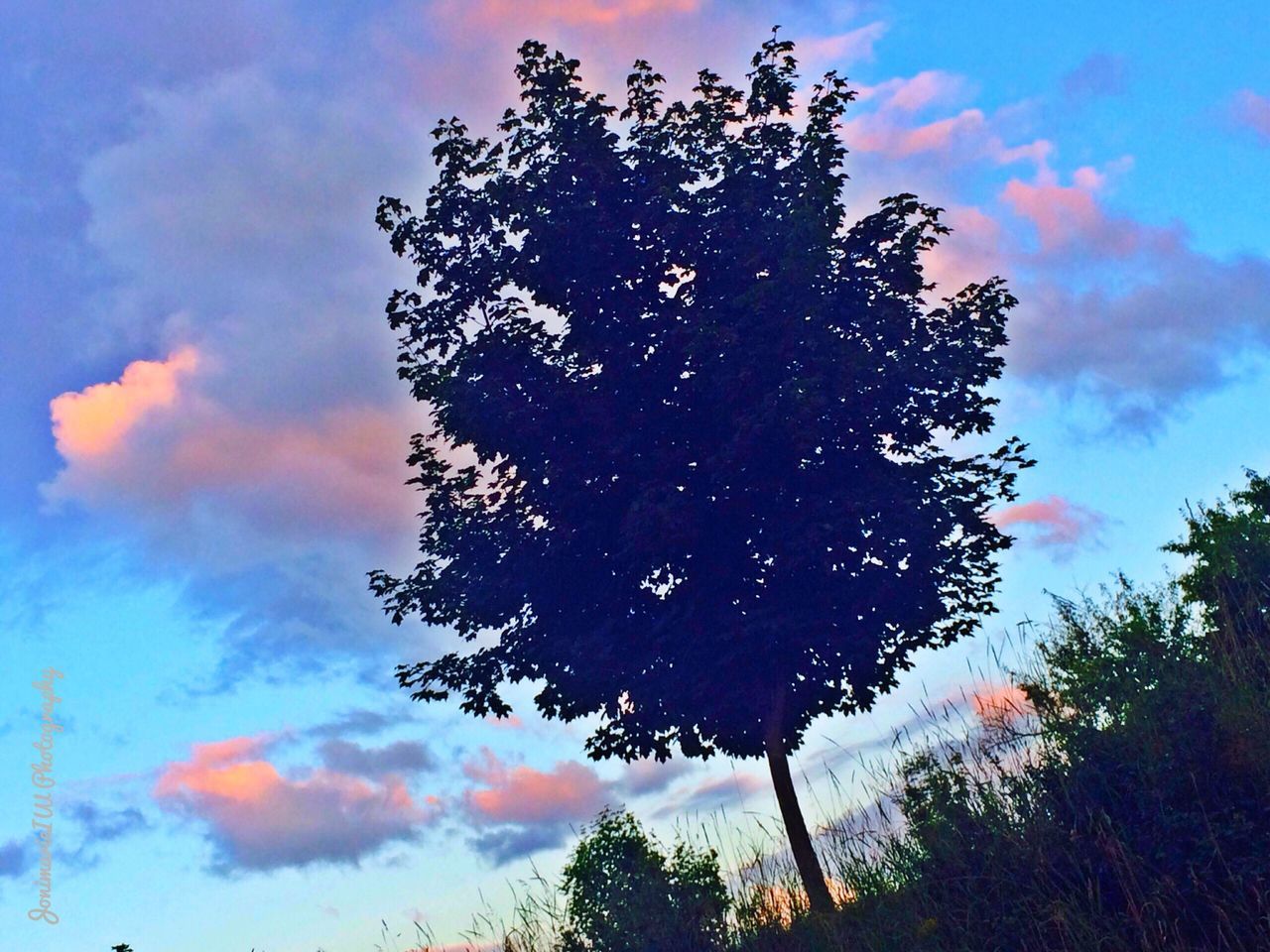 LOW ANGLE VIEW OF TREES AGAINST SKY