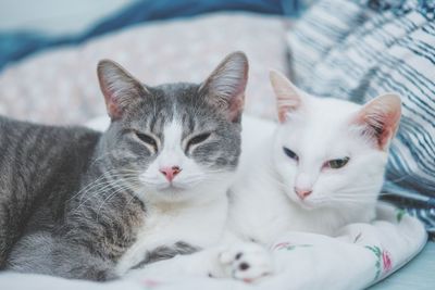 Portrait of cat with kitten