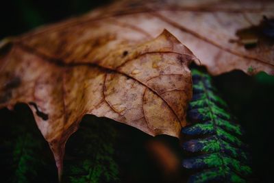 Close-up of autumn leaf