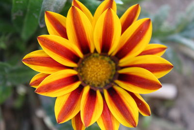 Close-up of yellow flower blooming outdoors