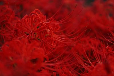 Close-up of red flower