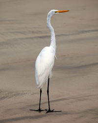 Closeup portrait of a great egret standing on shoreline in the galapagos islands ecuador.