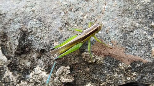 High angle view of insect on rock