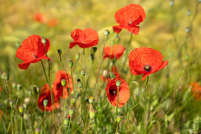 Corn field with poppies on a sunny day