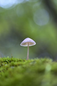 Close-up of mushroom