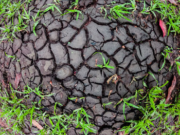 High angle view of plants growing on field