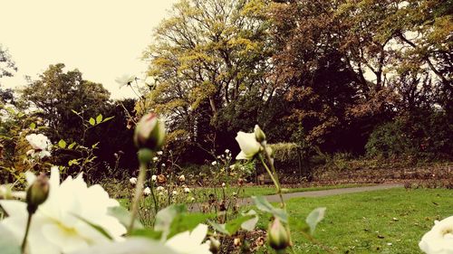 White flowers growing on tree