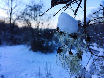 Close-up of frozen bare tree against sky